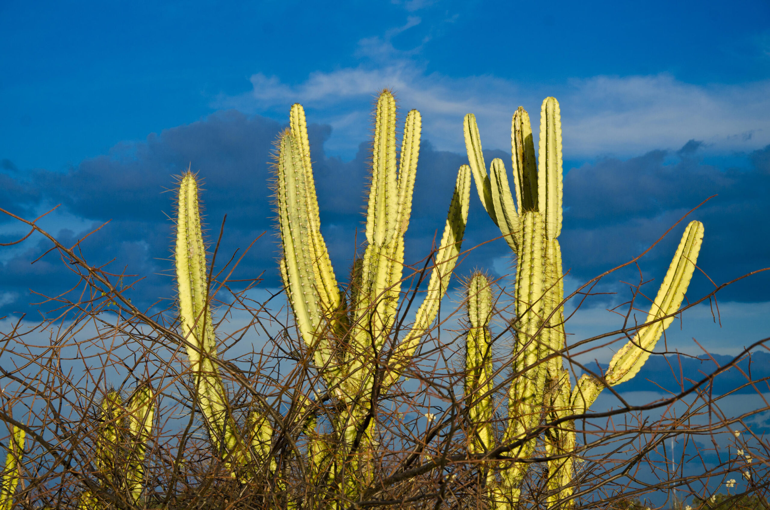 Nordeste Caatinga semiárido COP30