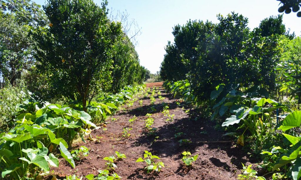 plantação agronegócio