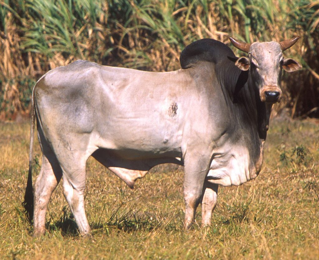 zebu