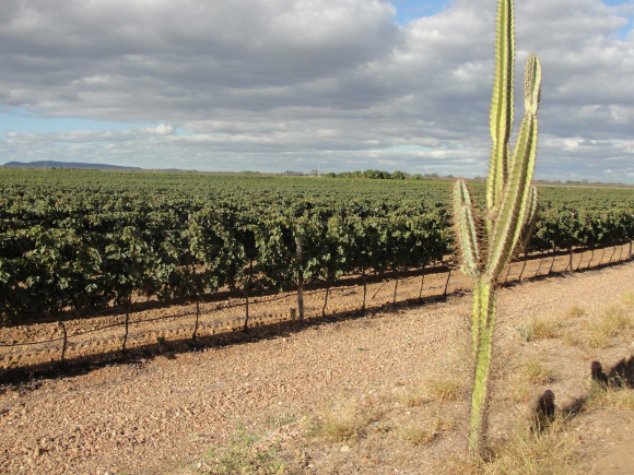 Cultivo de uvas no Vale do São Francisco