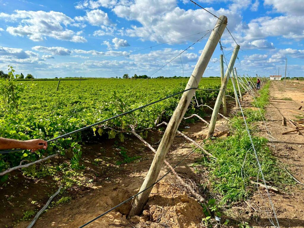 produção de uva em Petrolina