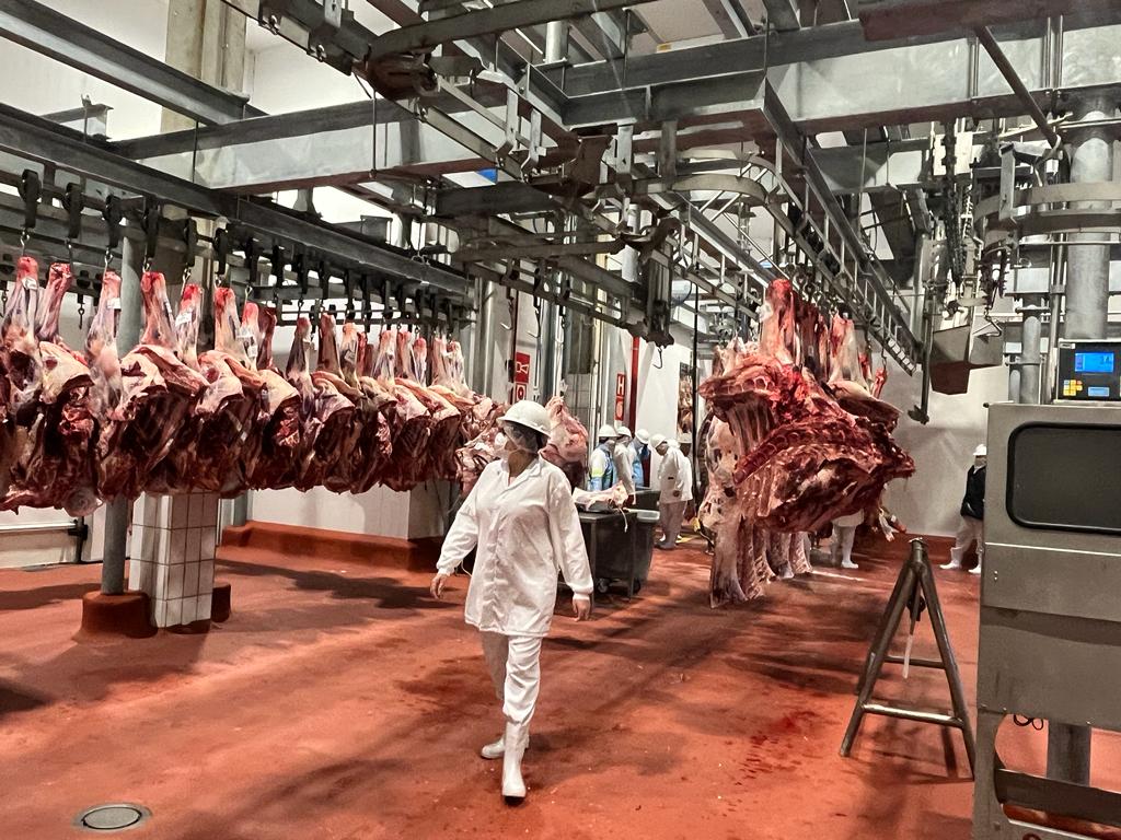 carne gado abate bovinos Nordeste exportação