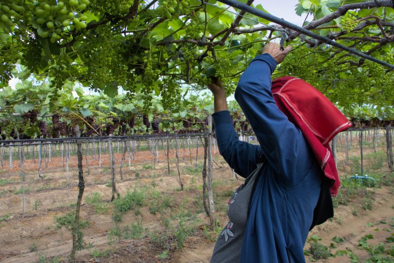 Agrotechs: Fruit Tech vai dar prioridade à agricultura familiar, segmento que é maioria no Vale, mas tem baixa agregação de tecnologia