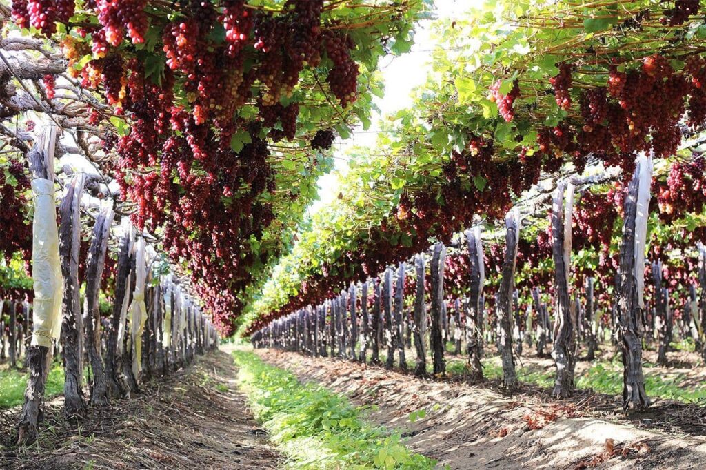 Fruit Tech vai atuar na formação de empreendedores de agrotechs, programa de mentorias, incubação e aceleração de negócios