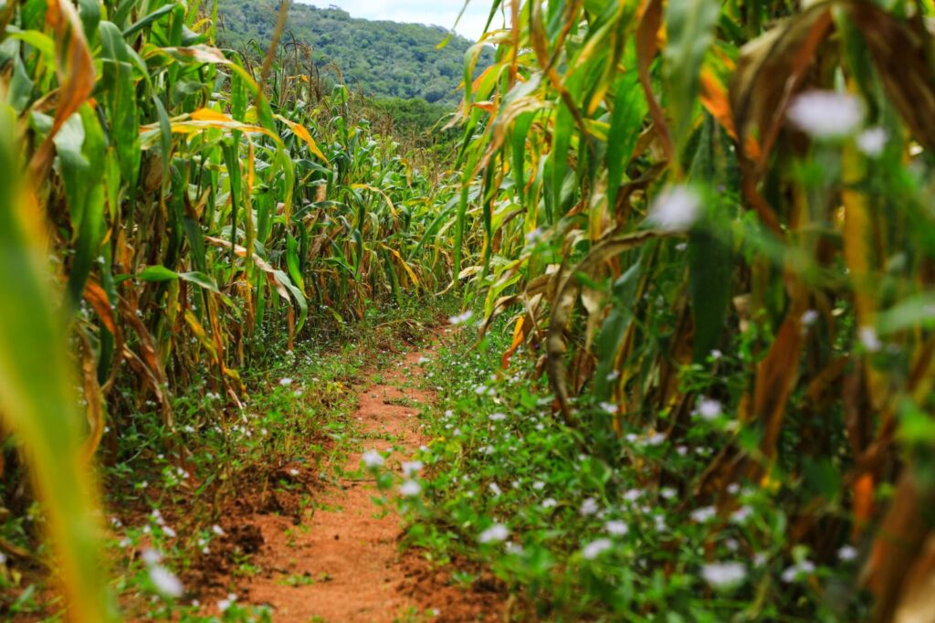 Plantação de milho em Alagoas