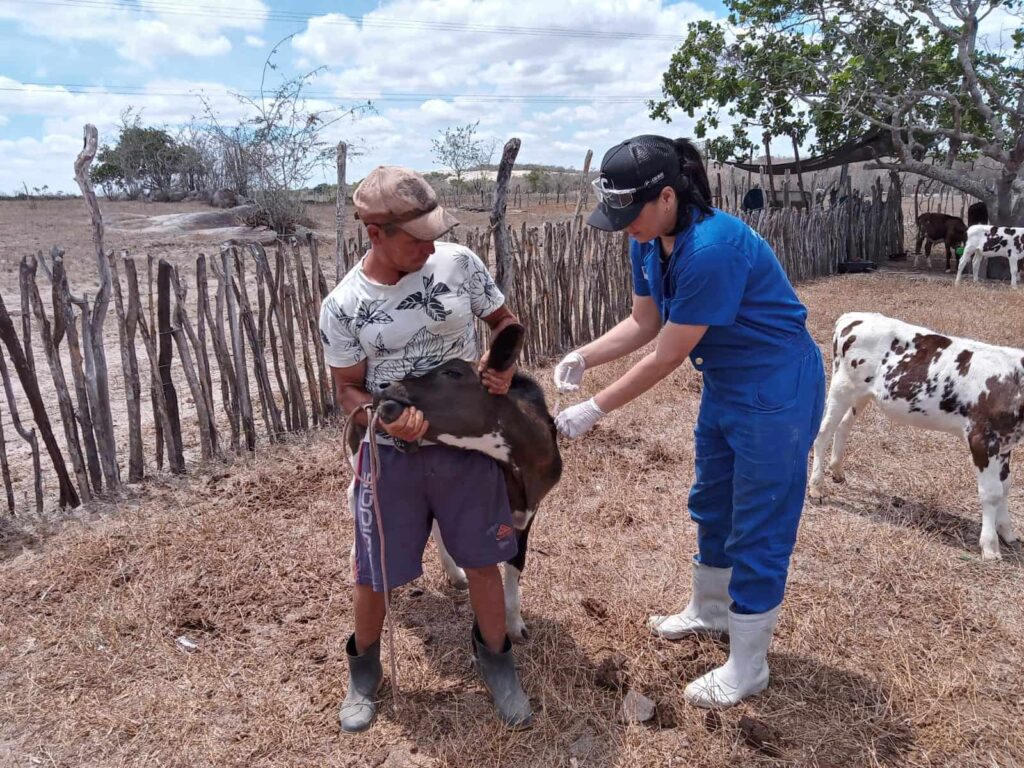 Saúde animal: governo quer status de Livre de Aftosa Sem Vacinação para Pernambuco