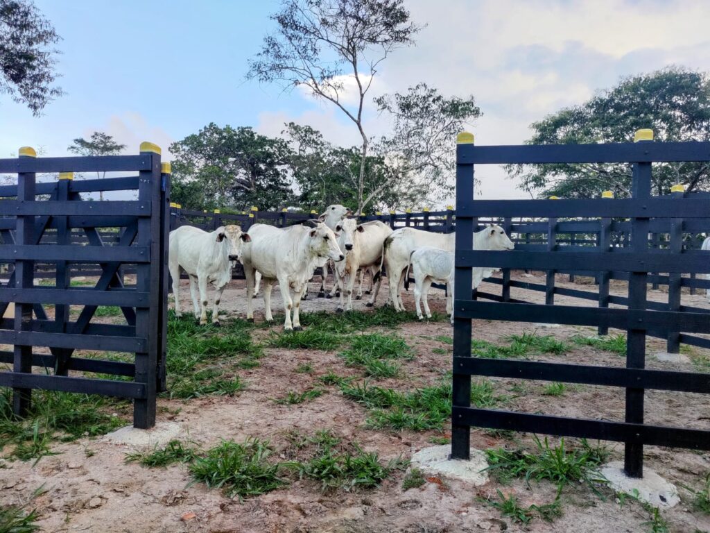 Rebanho bovino Pernambuco