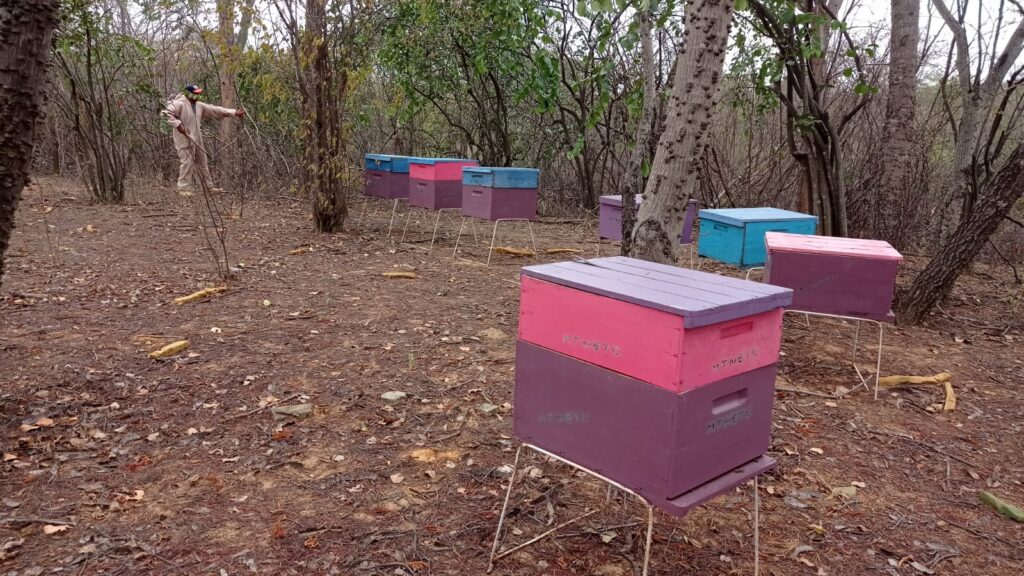 Produção de mel no Sertão de Pernambuco