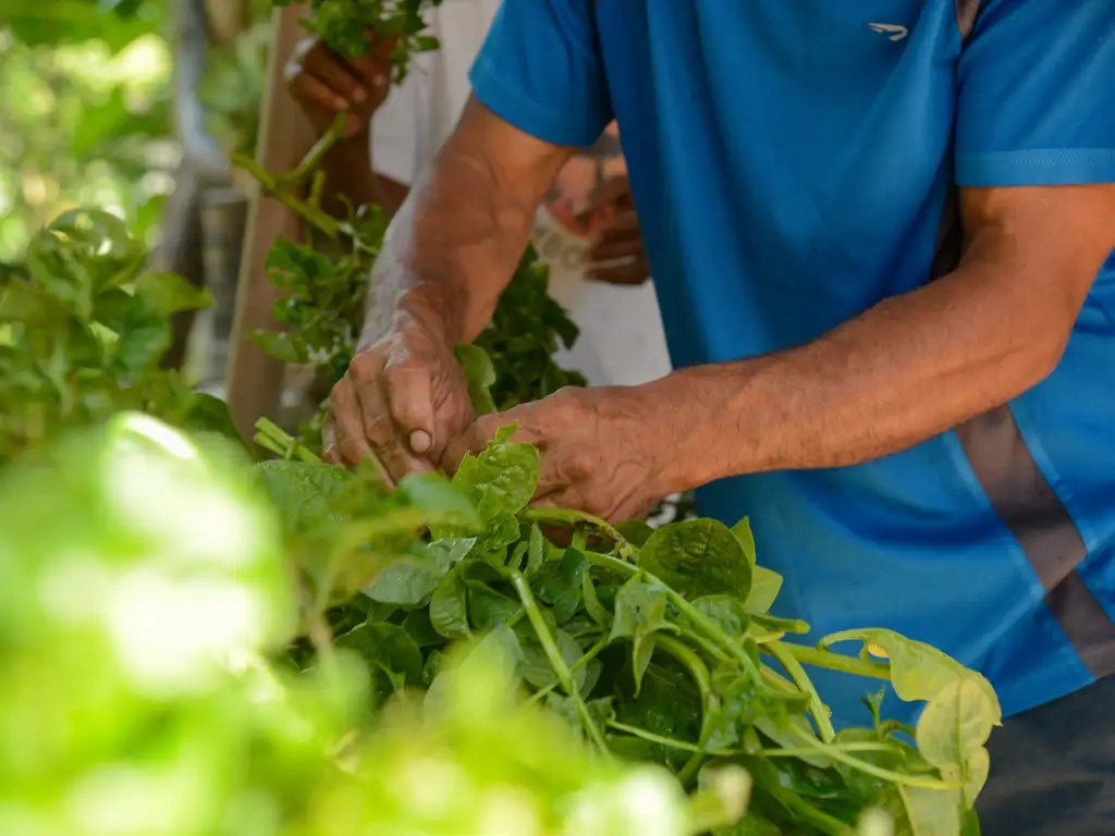 BNB destinará R$ 1,25 bilhão para a agricultura familia em Pernambuco Foto :Tomaz Silva/Agência Brasil