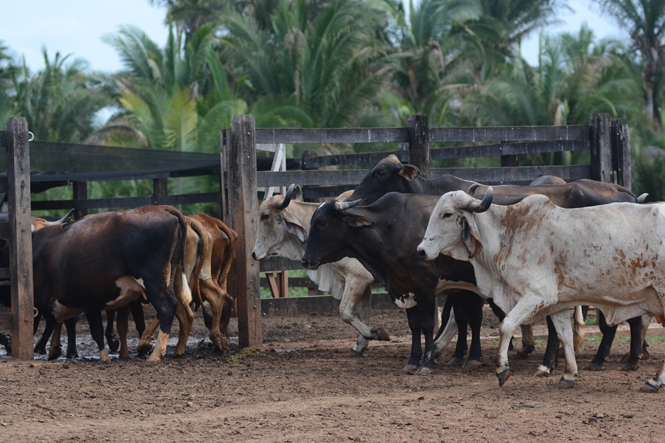 No total, o BNB terá R$ 21,8 bilhões para destinar aos Estados do Nordeste Foto: Divulgação
