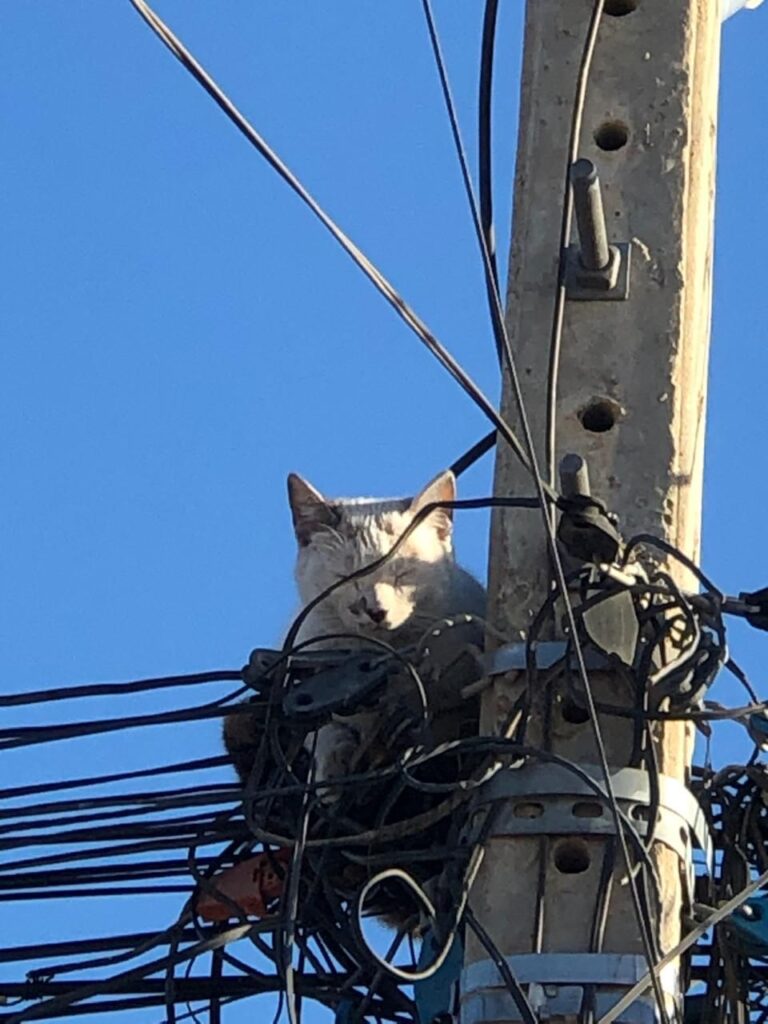 Neonergia gato poste Petrolina resgate