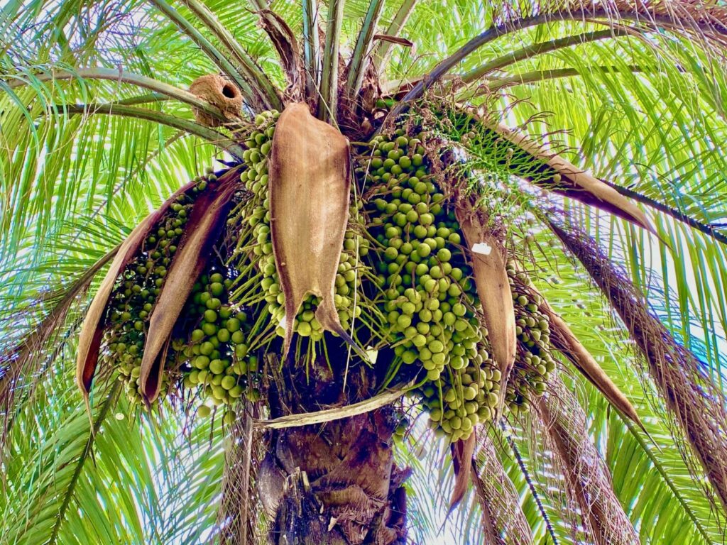 macaúba fruto plantio Acelen Embrapa ciência palmeira