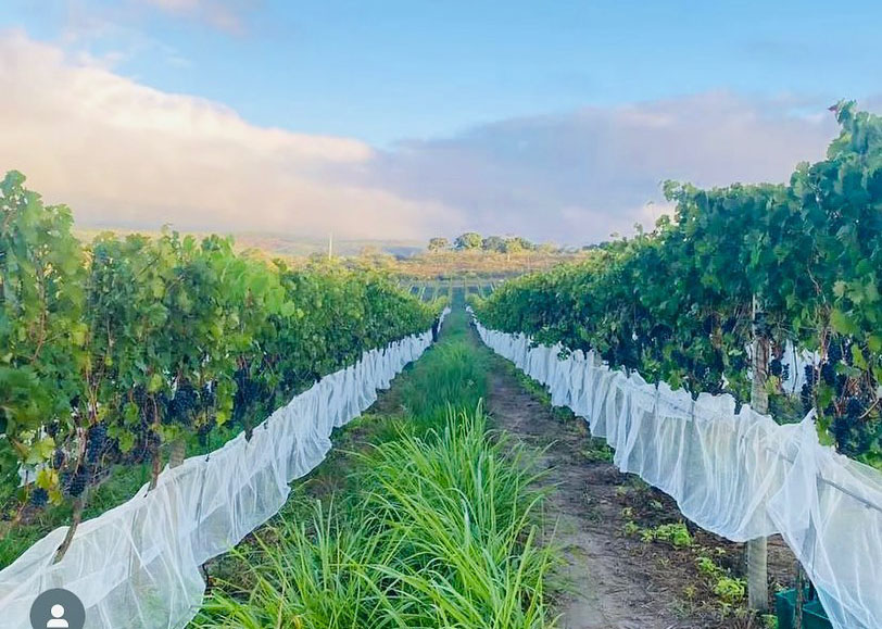 Embrapa Agreste uvas vinho polo produtor pesquisa Brejão Garanhuns