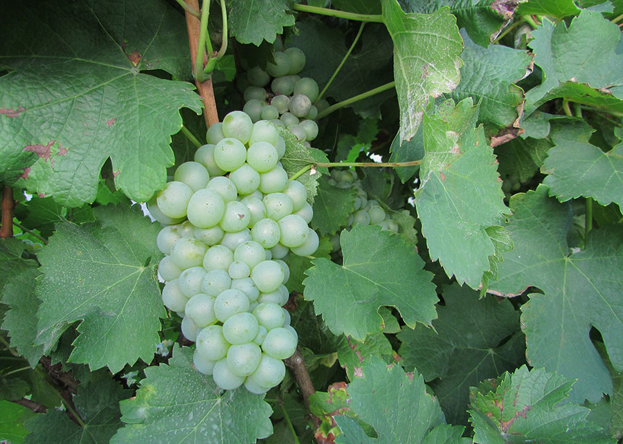 Embrapa Agreste uvas vinho polo produtor pesquisa Brejão Garanhuns Cabernet Sauvignon