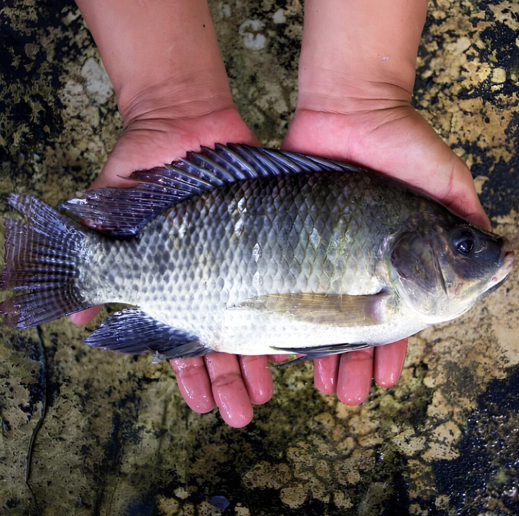 Tilápia Aquicultura Piscicultura peixe empresas startups