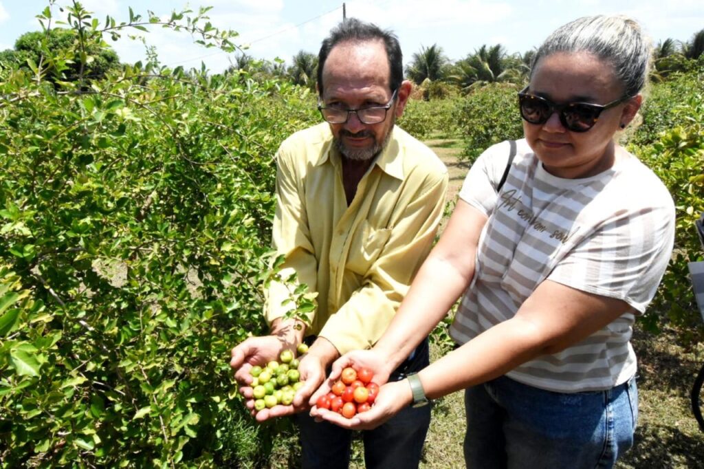 acerola Piauí Tabuleiros Litorâneos produção exportação