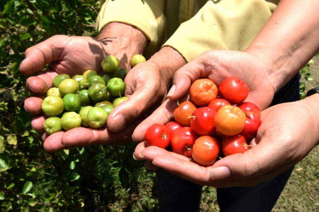 acerola Piauí Tabuleiros Litorâneos produção exportação