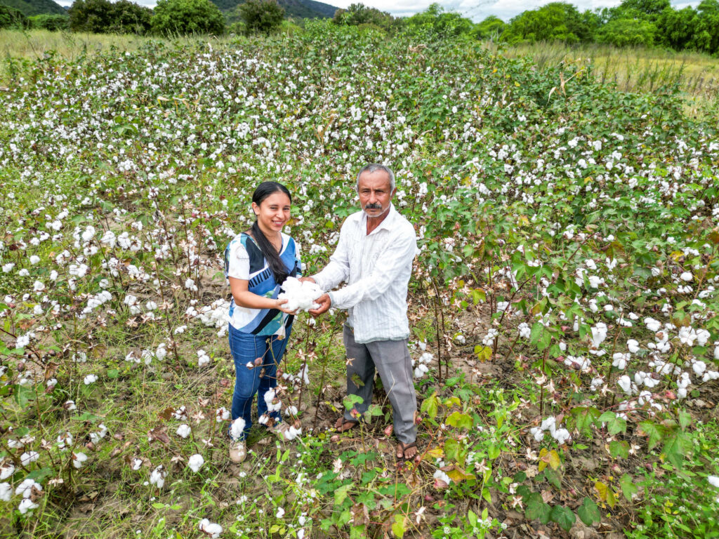 agricultura Ceará algodão PIB