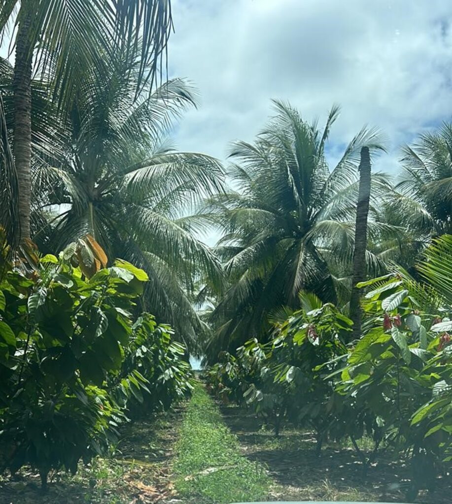 cacau em Alagoas 