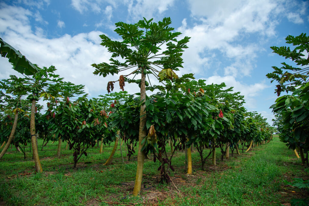 produção de cacau em Sergipe