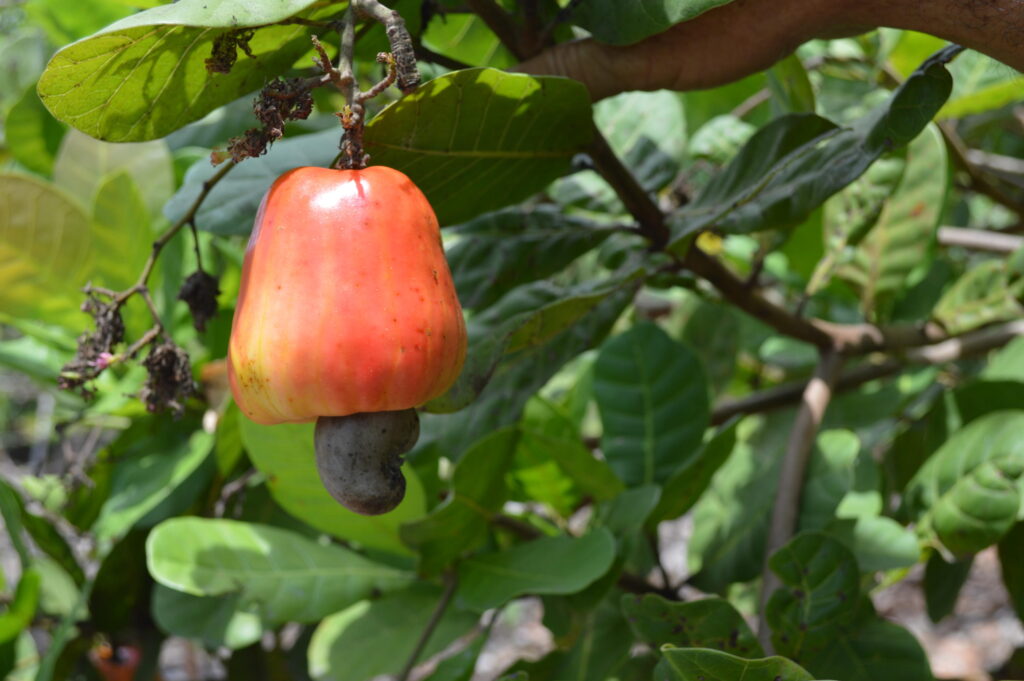 cajucultura caju produção Nordeste Embrapa