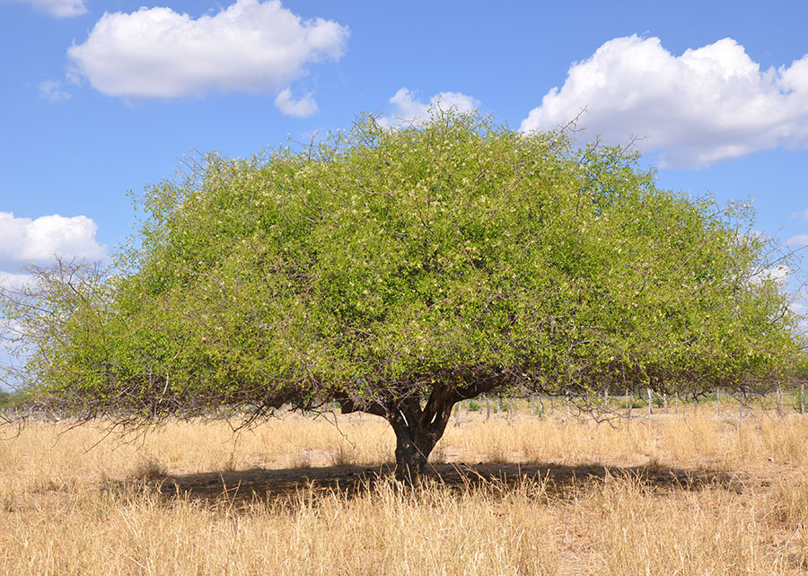 Espumante de umbu fruta Caatinga Embrapa