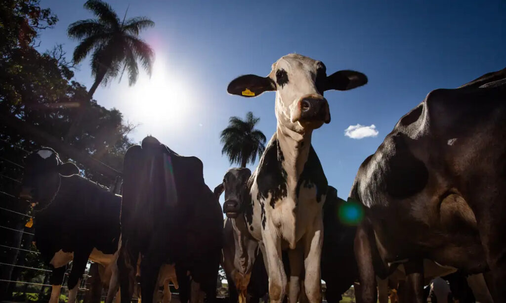 pecuária de corte e de leite rebanho bovino gado bois calculadora ambiental