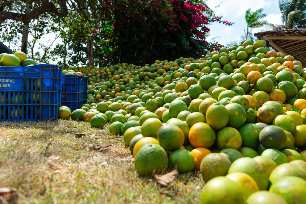 Laranja Sergipe 