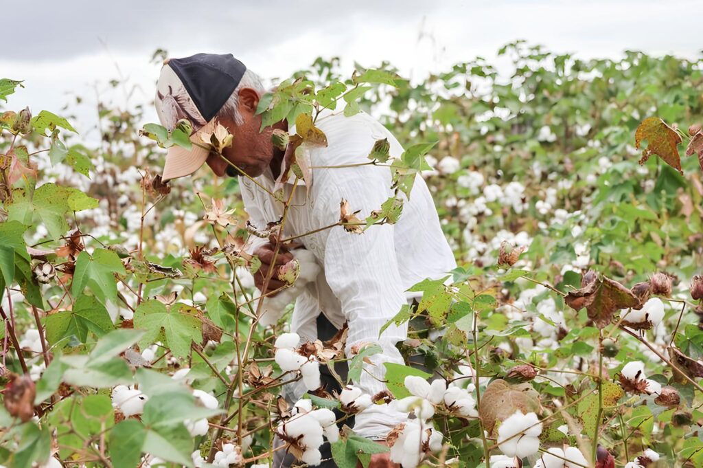 Inpi reconhece Região dos Inhamuns (CE) como centro produtor de algodão agroecológico