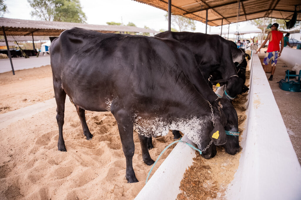 Agropecuária Alagoas