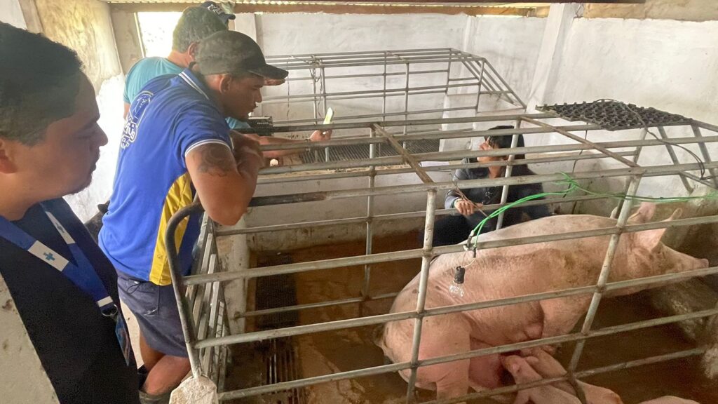 suinocultura suínos porcos Agreste Pernambuco Sebrae