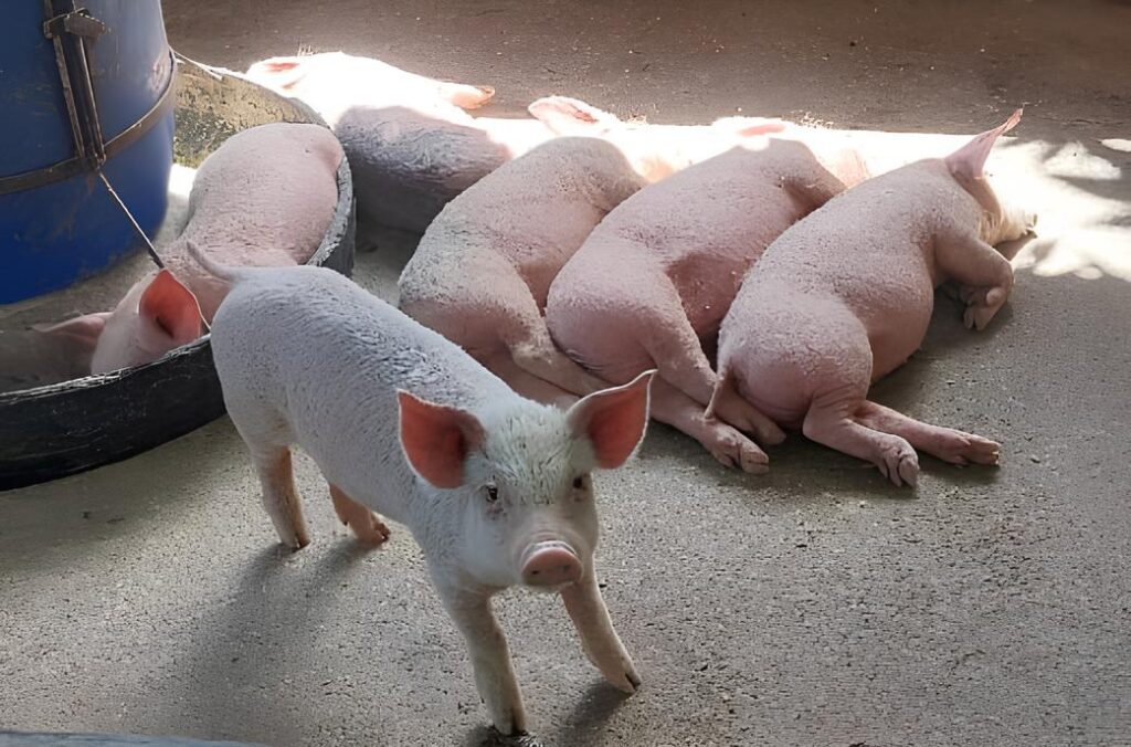 suinocultura suínos porcos Agreste Pernambuco Sebrae suinocultores