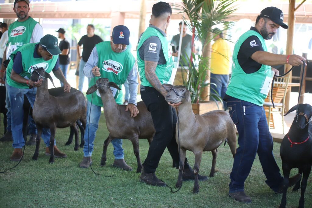 Leilão Santa Inês Expoagro Alagoas 