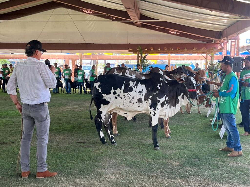 Nelore pintado Expoagro Alagoas 