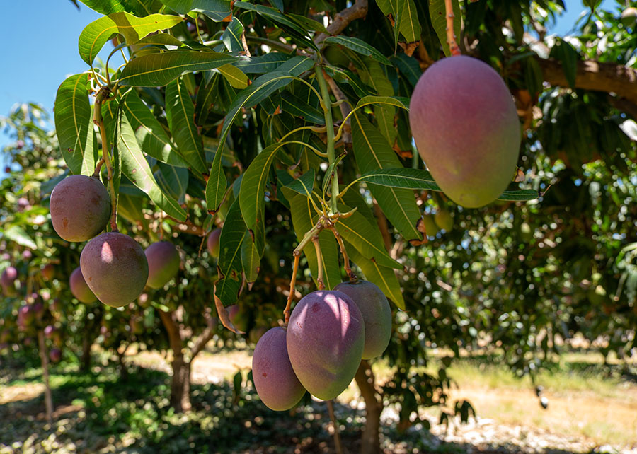 manga cultivo Embrapa