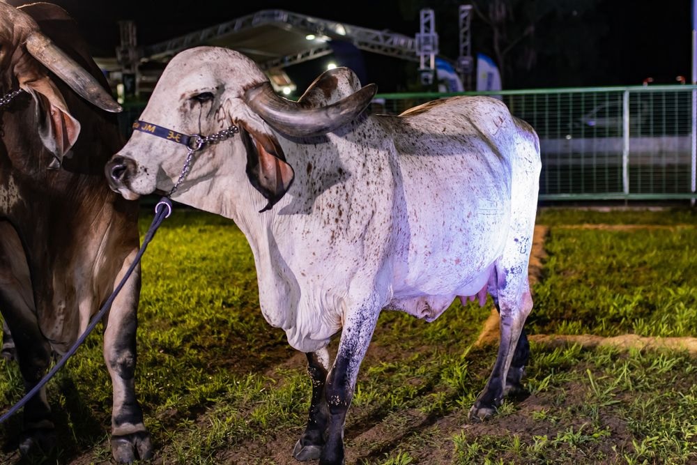 expoapi, piauí