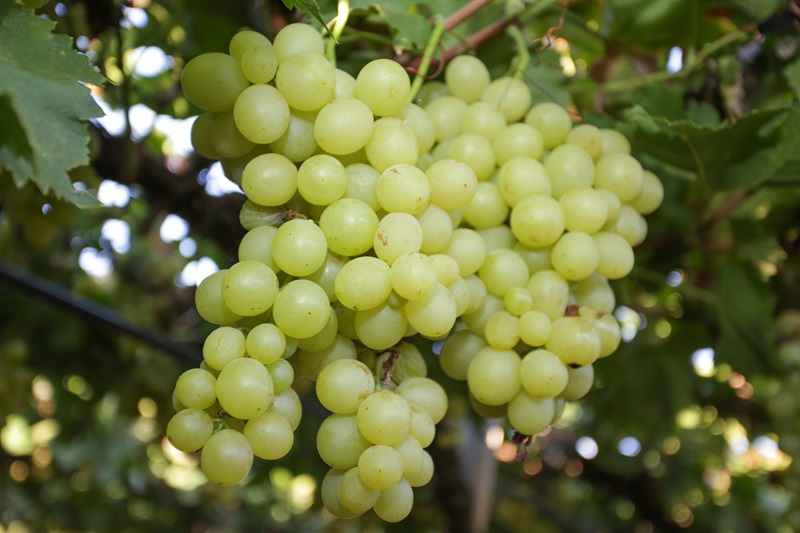 uvas