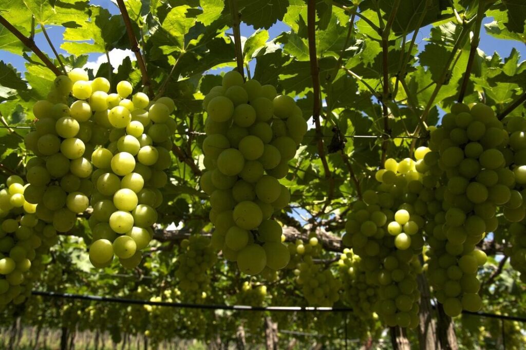 uvas, china, chinês, vale do são francisco, abrafrutas