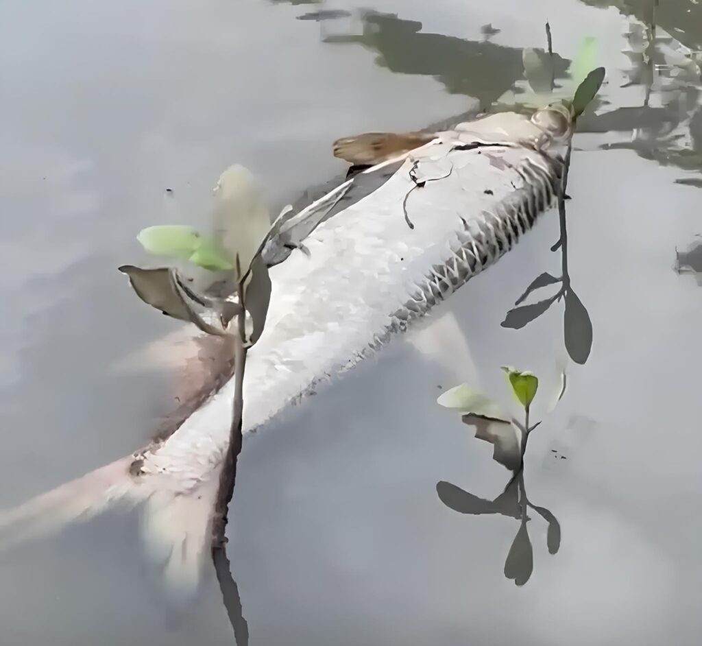 peixes mortos usina melaço lagoa Roteiro Alagoas