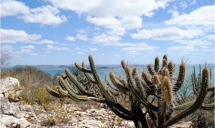 caatinga bioma H2V hidrogênio verde