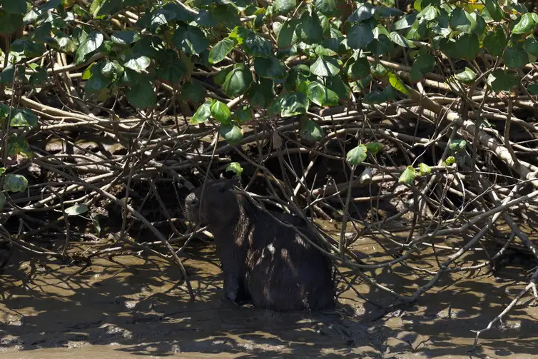 Guapimirim (RJ) Capivara (Hydrochoerus hydrochaeris) no manguezal do Rio Macacu, que desagua na Baía de Guanabara, na Área de Proteção Ambiental de Guapi-Mirim Mangue crédito de carbono