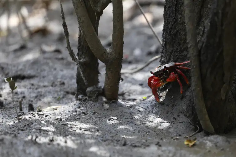 O caranguejo aratu-vermelho (Goniopsis cruentata) em manguezal na Piedade banhado pelo Rio Majé, que desagua na Baía de Guanabara mangue crédito de carbono