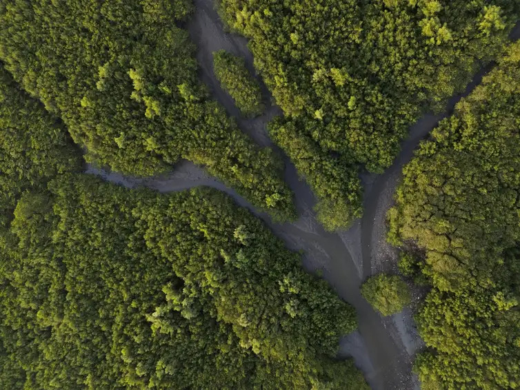 Área de manguezal recuperada após desastre ambiental, no Parque Natural Municipal Barão de Mauá, na margem da Baía de Guanabara Mangue manguezais crédito de carbono