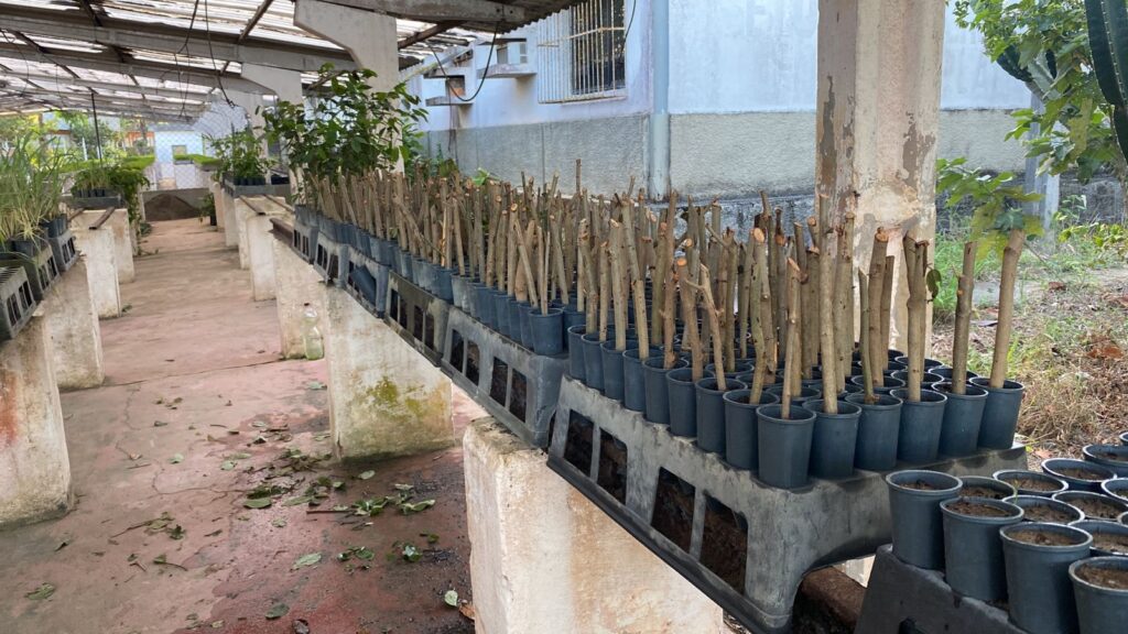 Rabo de bugio para própolis vermelha alagoas 