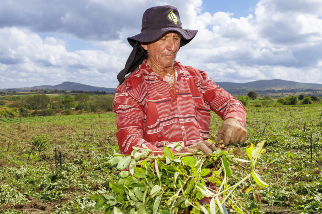 produção perímetros irrigados de Sergipe