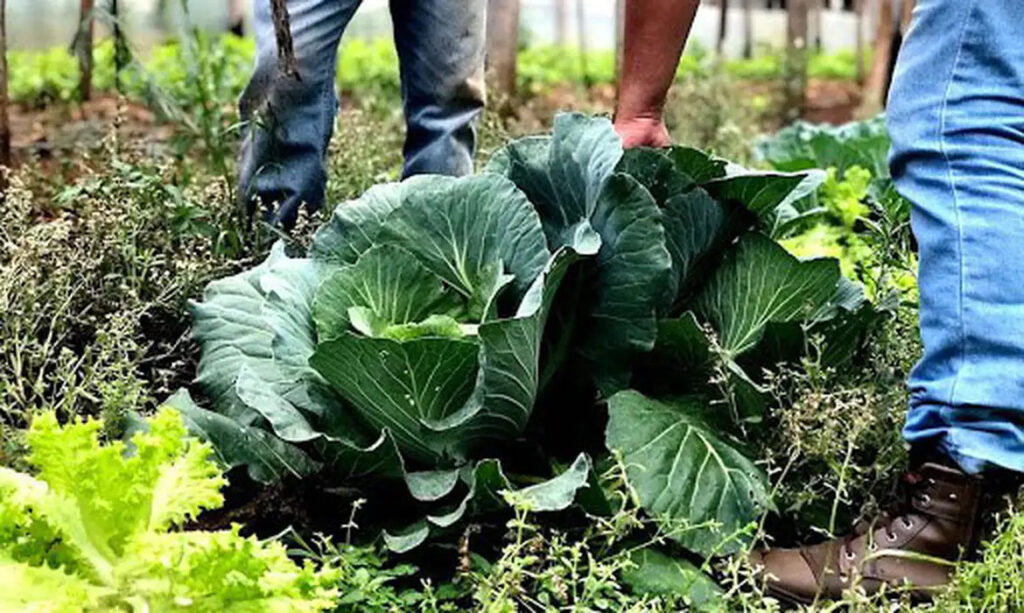 lei sanção bioinsumos agropecuária