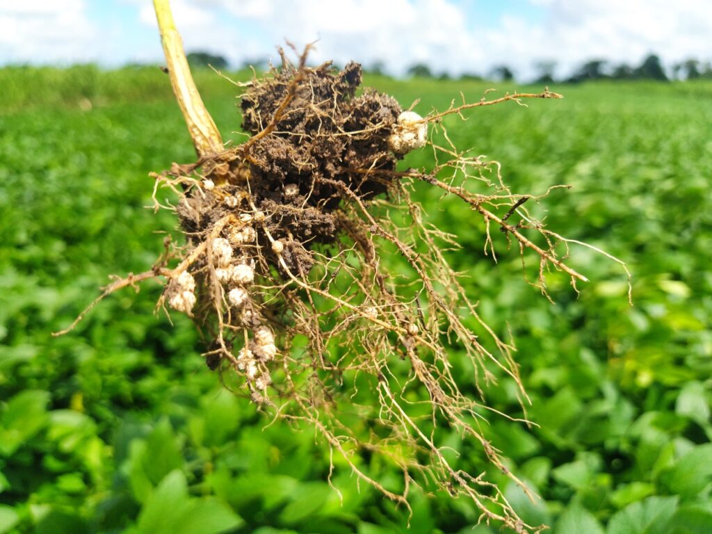 Soja plantada na Usina Caeté