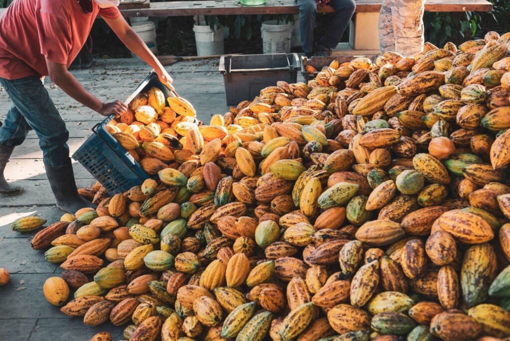 Cacau Bahia produção exportação