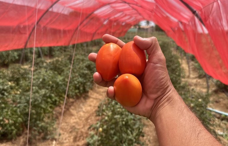 Produção de tomate Embrapa Alagoas