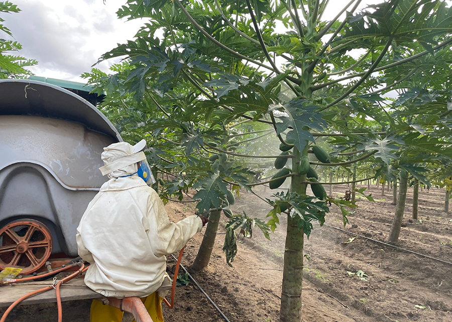 Embrapa LithoPlant pesquisa frutos frutas protetor solar Nordeste